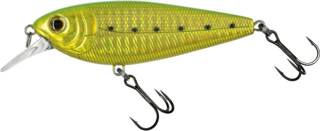 Molix Brugas Gold Sarda