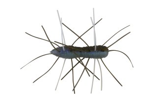 Z-Man Fuzzy BugZ 1.75" The Deal 4 Pack
